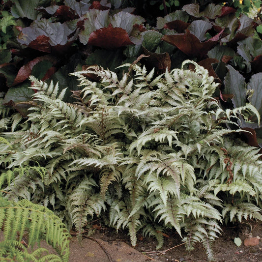 Japanese Painted Fern Plant in 5.25" Pot, Athyrium niponicum 'Pictum' – Indoor Outdoor Perennial Fern with Colorful Silver Green Purple Foliage