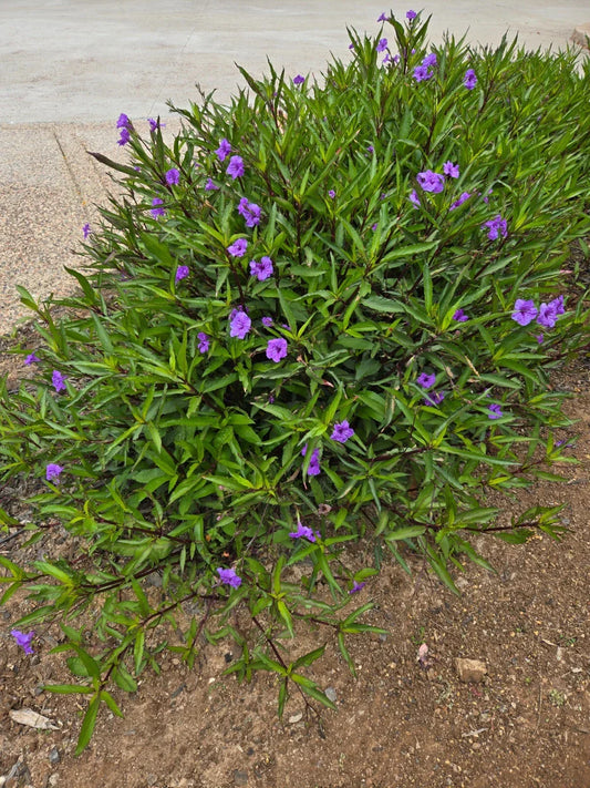 Mexican Petunia Plants - 10 Rooted Ruellia simplex for Borders, Containers, Attracts Butterflies & Hummingbirds