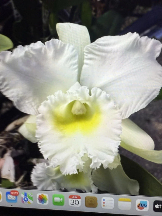 Orchid Plant - 4 Rooted Stems - Brassia Hybrid - Bare Root Houseplant with White and Pink Flowers