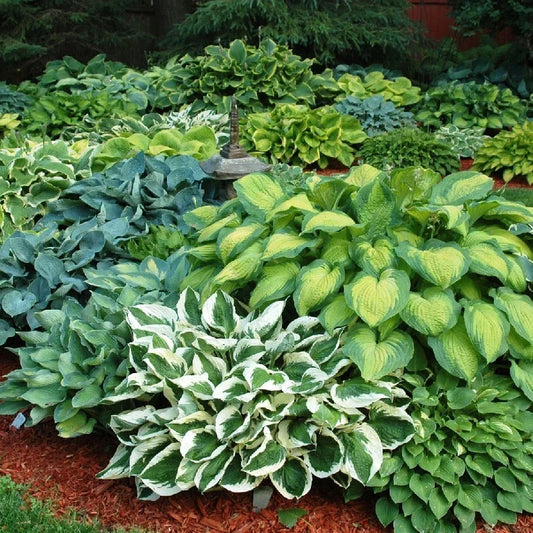 Hosta Plants Bumper Crop Mix - 10 Bare Root Varieties for Shade, Colorful Foliage, Hosta spp.