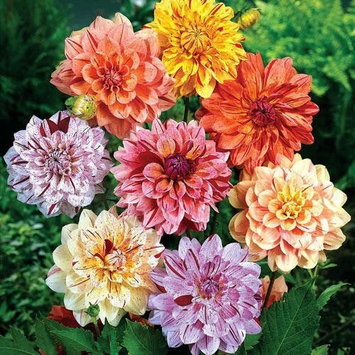 Rembrandt Dahlia Seeds - 25 Perennial Flower Seeds for Vibrant Blooms - Dahlia pinnata - Easy to Grow Garden Flowers