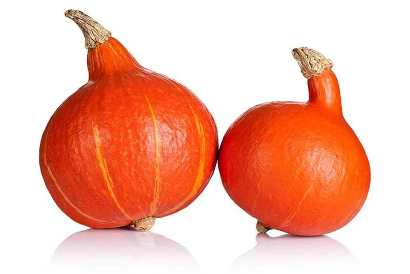 Ambercup Squash Seeds – 25 Pack, Cucurbita maxima, Heirloom, Orange with Green Stripes, Vining Annual Vegetable