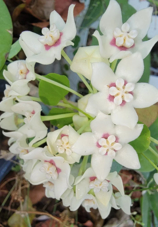 Hoya Australis Live Plant in 2.5" Pot – Waxy Leaf Vine with Fragrant Star-Shaped Flowers – Indoor Houseplant