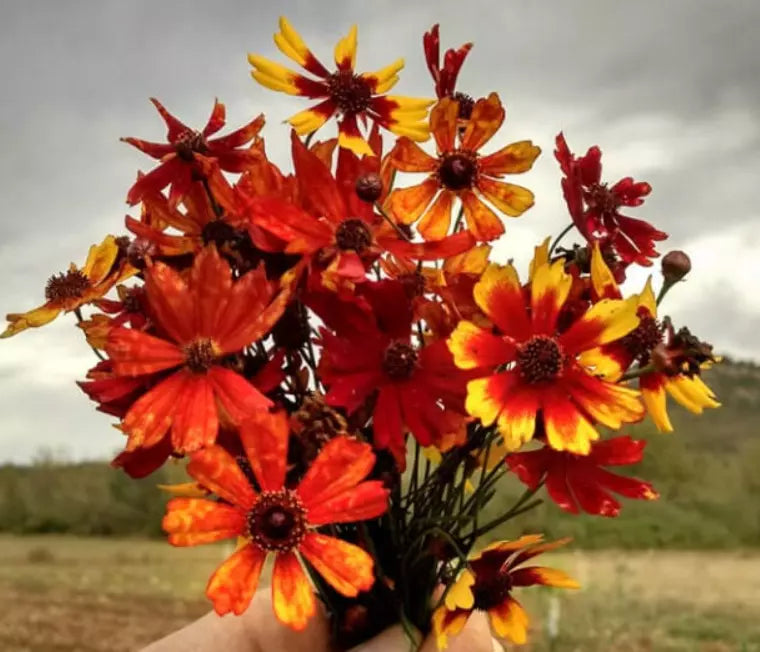 Coreopsis Seeds - Organic Tiger Mix, 200 Seeds, Tall Bright Blooms, Coreopsis tinctoria, Pollinator Attracting, Garden Bed & Border