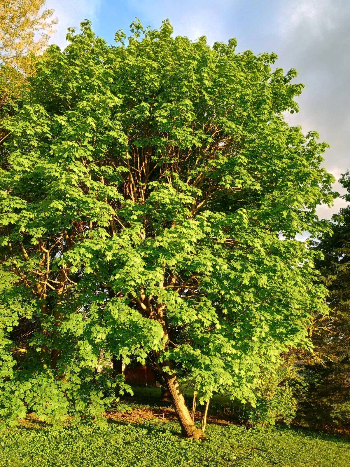 Sugar Maple Tree 24 Inch Bare Root Acer saccharum Sweet Maple for Landscaping and Fall Foliage