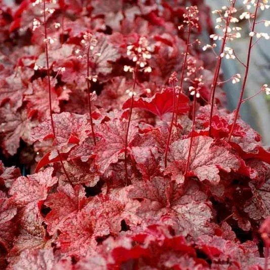 Heuchera Coral Bell Plant - Forever Red - 4-Inch Pot - Vibrant Foliage Perennial for Gardens and Containers