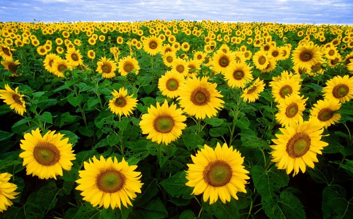 Autumn Beauty Sunflower Seeds 100 Count Helianthus annuus Multi-Colored Blooms Non-GMO Garden Flowers