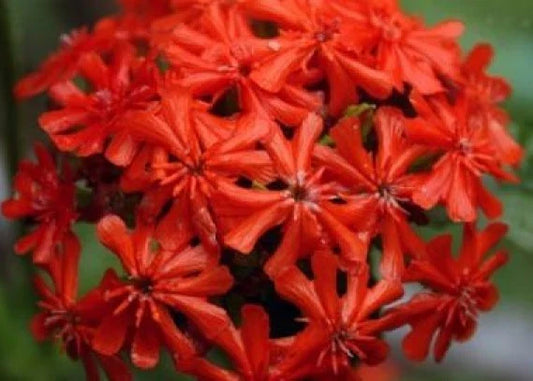 Maltese Cross Seeds - 100 Fresh Lychnis chalcedonica Flower Seeds for Borders, Beds & Containers - Free Shipping