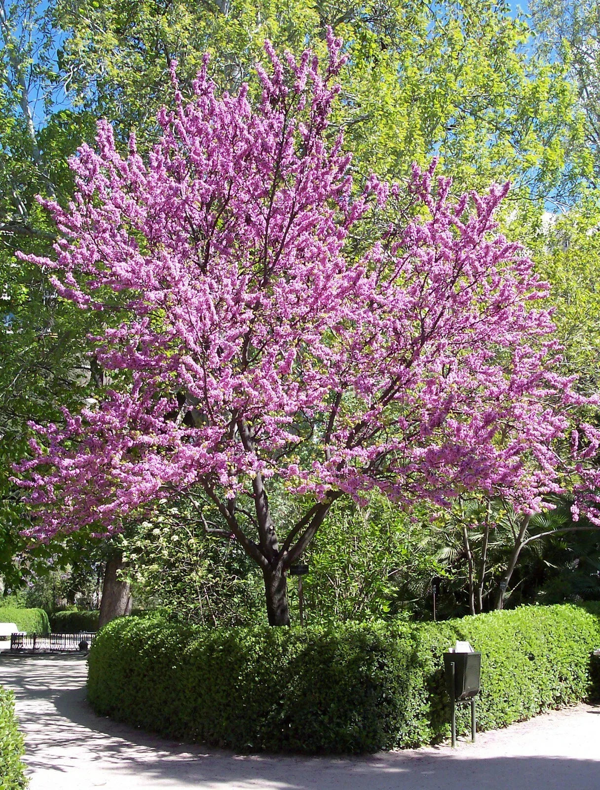 Chinese Redbud Seeds 50 Count Cercis chinensis Flowering Tree for Gardens and Landscaping