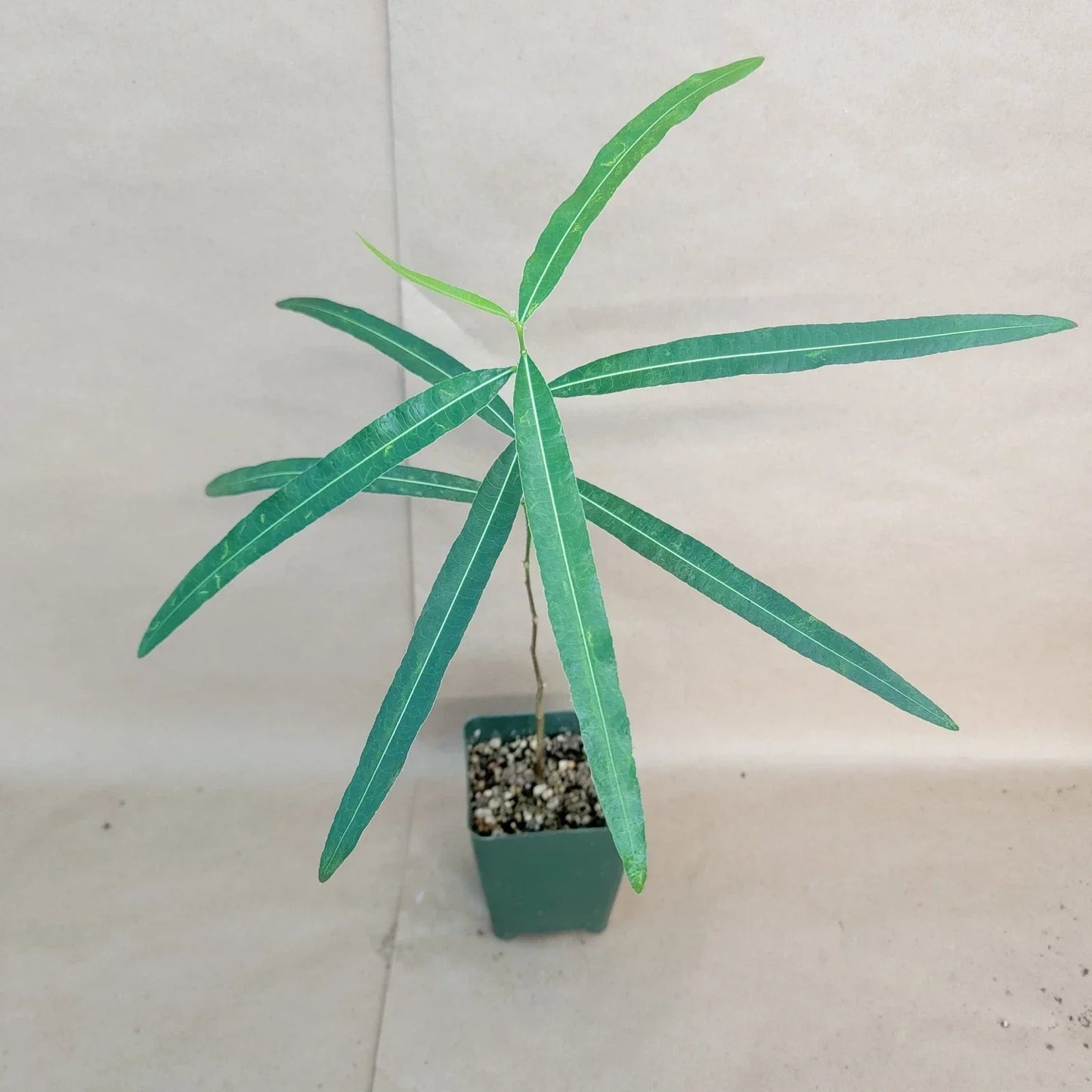 Brachychiton rupestris Bottle Tree Indoor Plant | Rare Australian Succulent in 4-inch Pot
