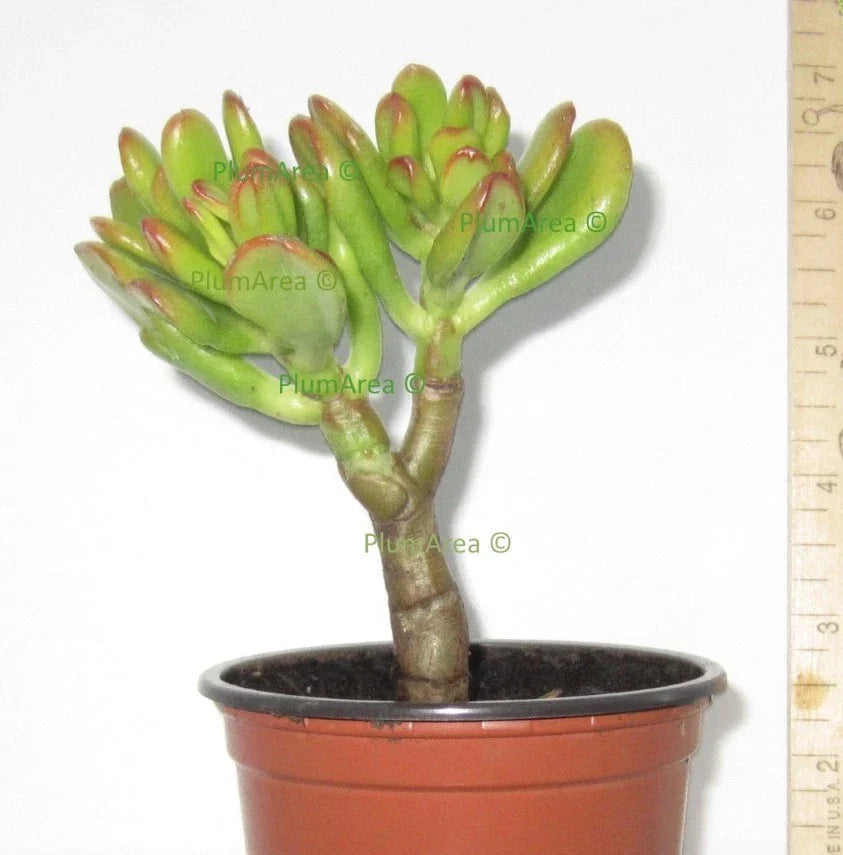 4" Unrooted Hobbit Jade Succulent Cutting Crassula Ovata 'Gollum' Finger Jade Plant for Indoor Gardening