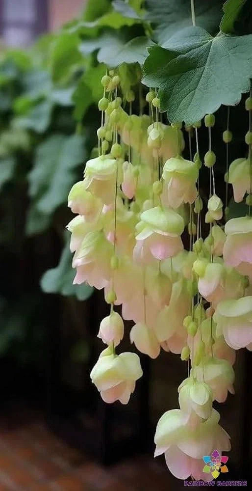 Yellow Weeping Begonia Seeds – Begonia 'Pendula' Annual Flowering Plant for Garden, Containers & Hanging Baskets