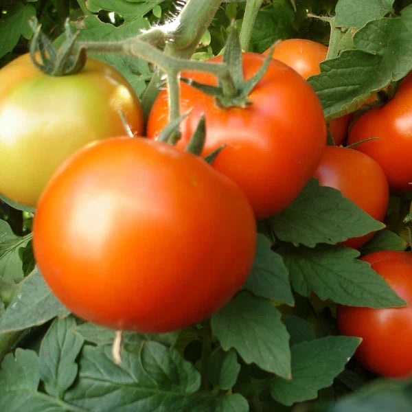 Early Girl Tomato Seeds F1 Hybrid Non-GMO for Home Garden, Solanum lycopersicum, Juicy, Medium-Sized, Disease-Resistant