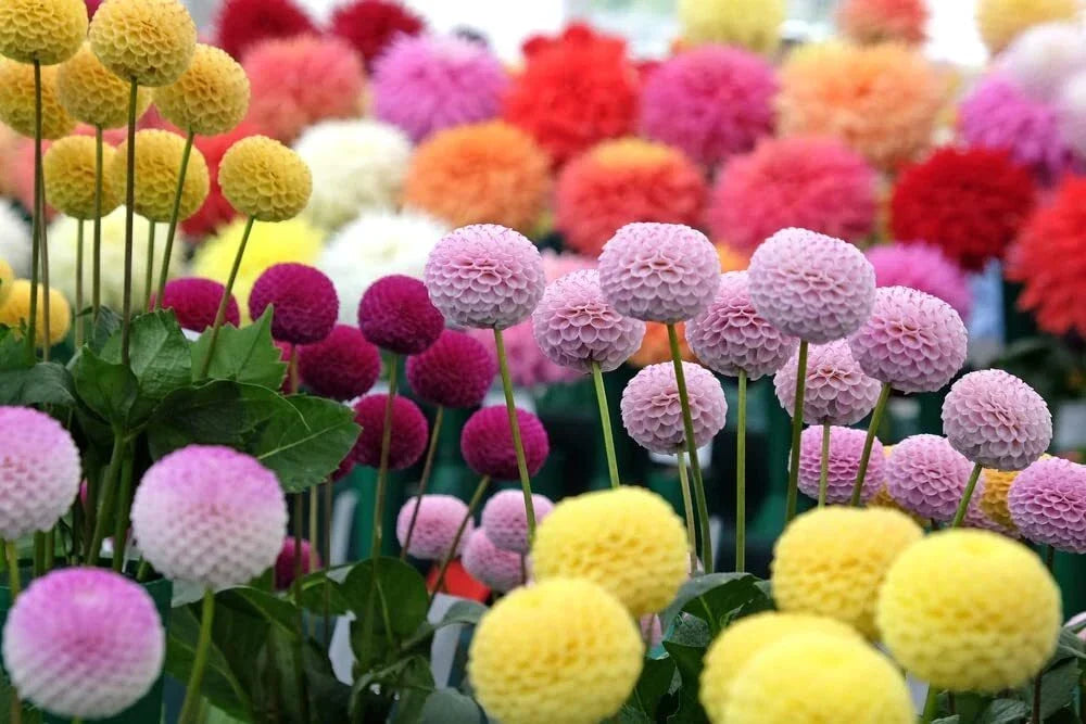 Dahlia Pom Pom Seeds - 100+ Mixed Color Seeds - Easy Grow Garden Flowers - Dahlia pinnata