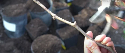 Organic Kyoho Grape Cuttings – 6 Fresh Propagation Vitis vinifera, Sweet Large Berries, Ideal for Home Vineyard