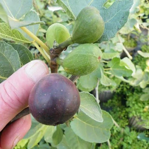 LSU Purple Fig Plant - Live Rooted Starter - Self-Pollinating - Ficus carica - Edible Fruit for Zones 7-10 - Vigorous Grower
