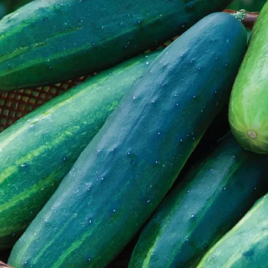 Heirloom Cucumber Salad Slicer Seeds – Organic Cucumis sativus for Fresh Salads & Pickling, 35+ Seeds
