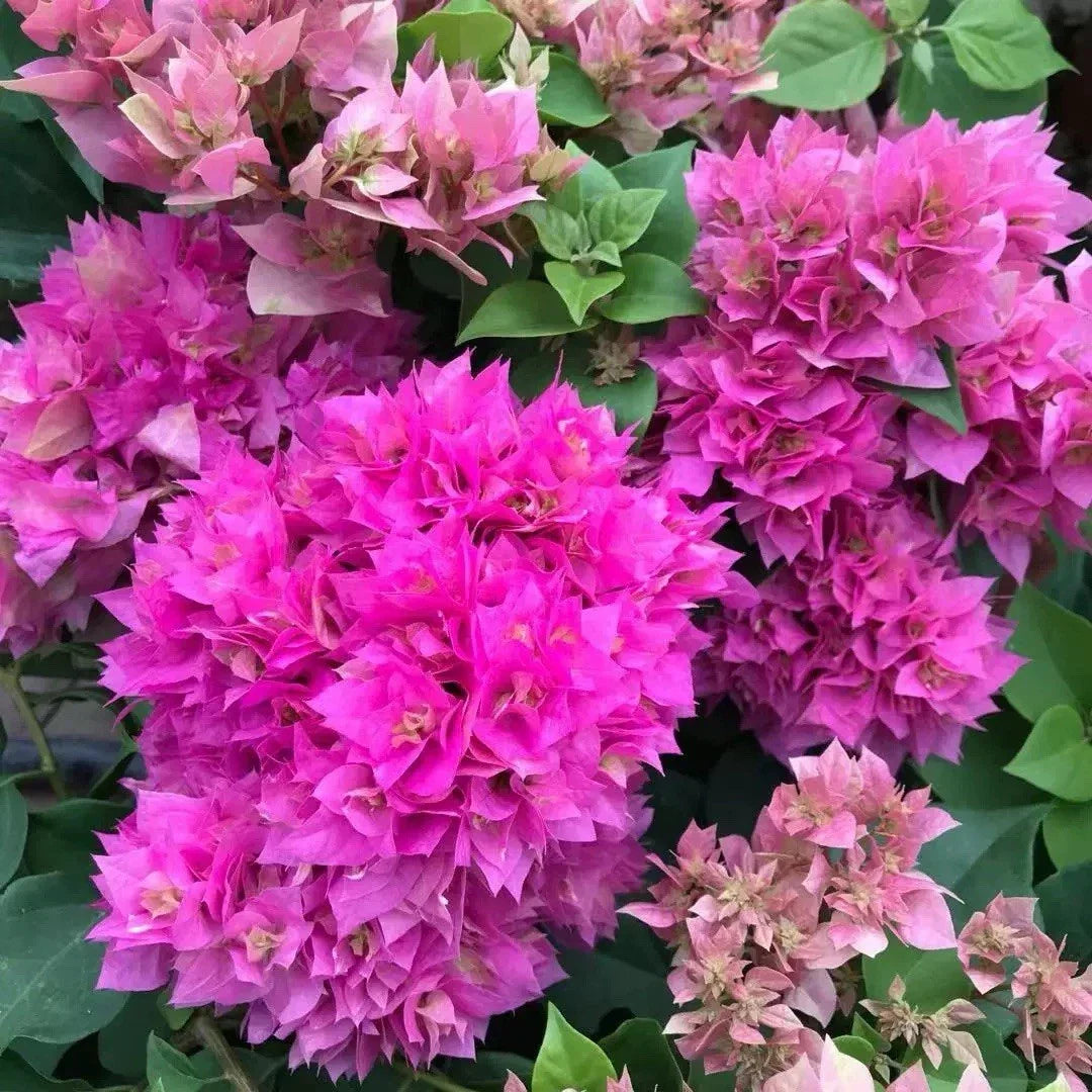 Rare Double Petal Pink Bougainvillea Bonsai Plant – Small Indoor/Outdoor Bougainvillea glabra, 1-2 Years Old