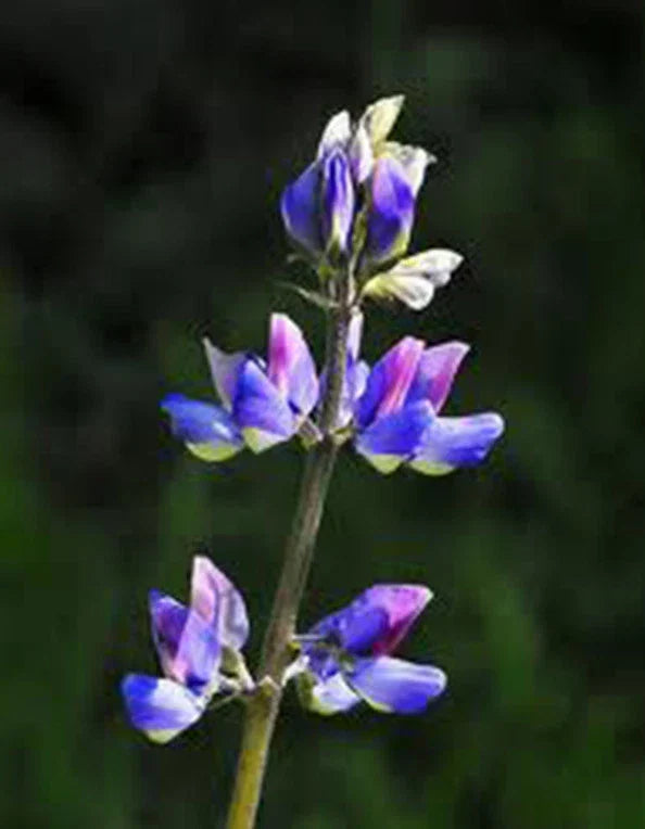 Arroyo Lupine Seeds - 25+ Purple Flower Seeds - Lupinus succulentus - Drought-Tolerant Wildflower for Garden, Borders & Meadow