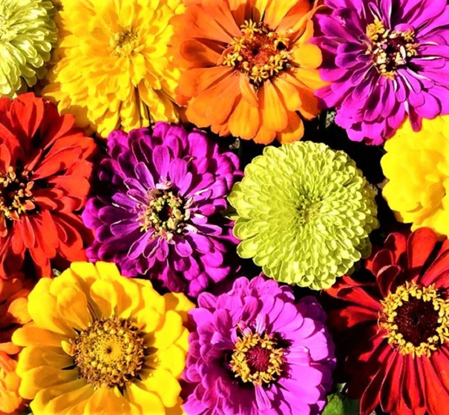 Confetti Zinnia Seed Mix - 100+ Non-GMO Flower Seeds for Gardens, Bright Colors, Annual, Zinnia elegans