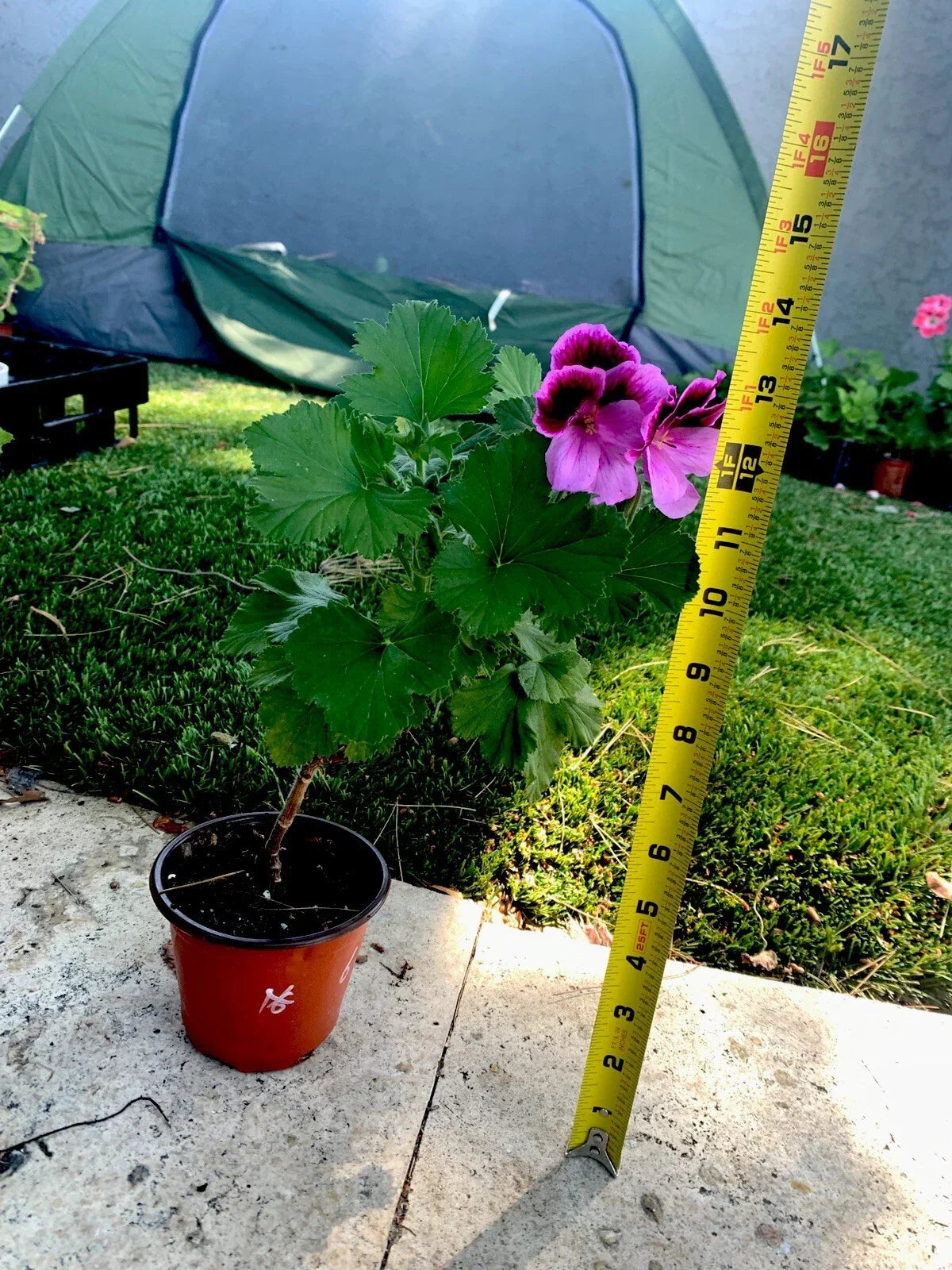 Live Plant 14" Lavender Pink and Dark Maroon Foliage - Compact Upright, Easy Care, Indoor/Outdoor, Zones 9-11