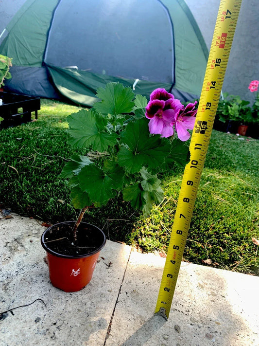 Live Plant 14" Lavender Pink and Dark Maroon Foliage - Compact Upright, Easy Care, Indoor/Outdoor, Zones 9-11