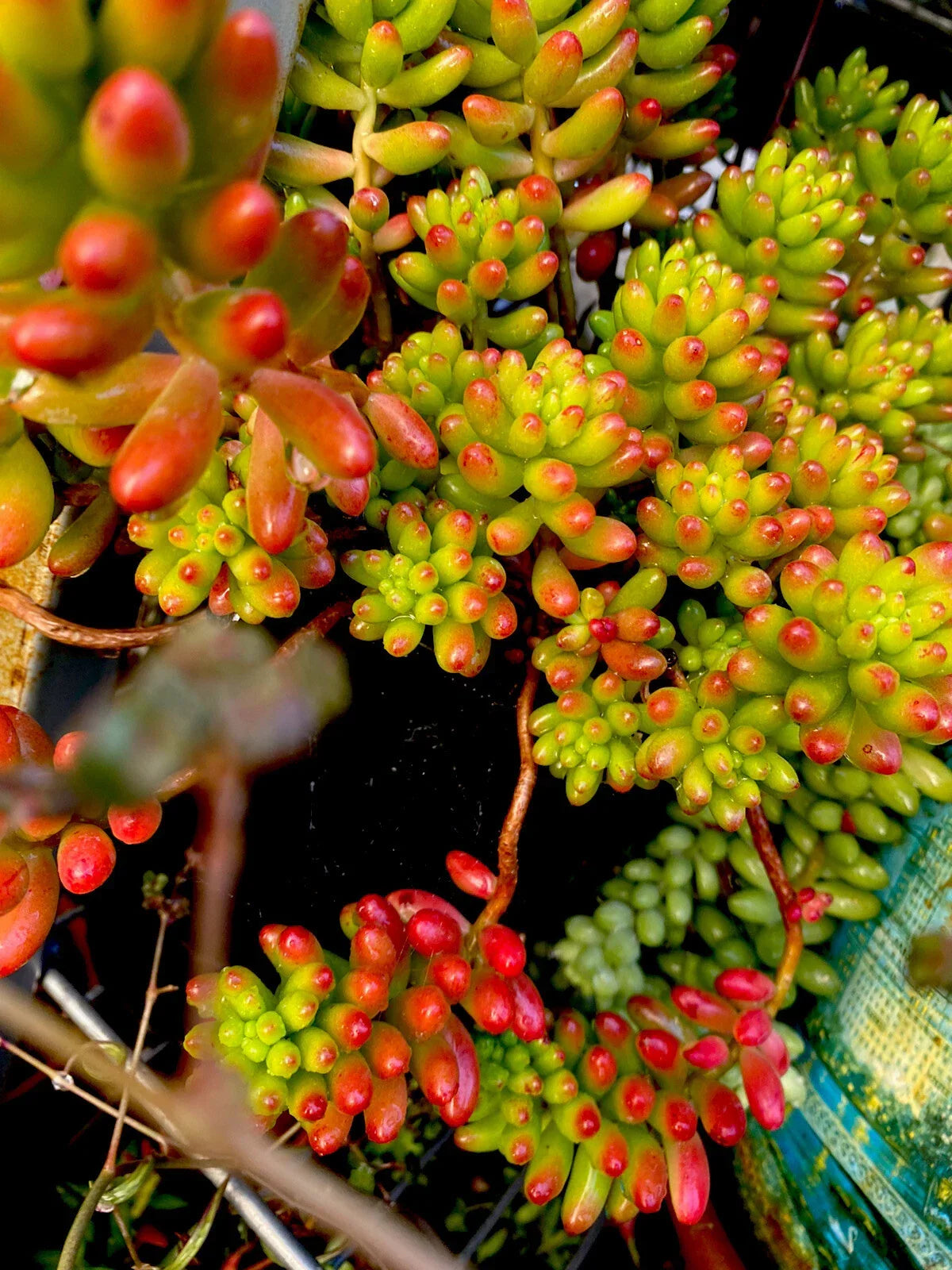 Succulent Cuttings 6 Variegated Sedum Rubrotinctum ‘Pork & Bean’ Jelly Beans, Drought-Tolerant Indoor & Outdoor Plants