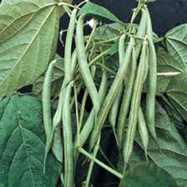 Blue Lake Bush Green Bean Seeds | Heirloom Phaseolus vulgaris | Tender, Flavorful Pods | 20+ Seeds for Home Garden & Canning