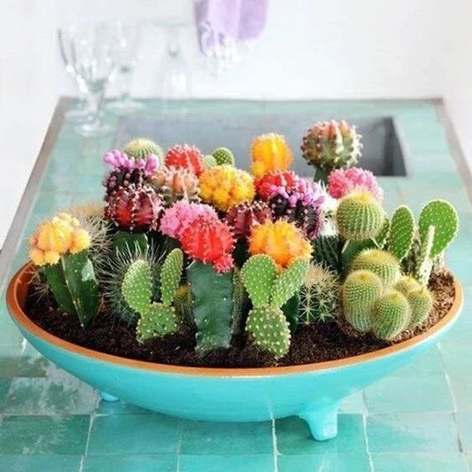 Mixed Cactus Seeds Pack – 100pcs Diverse Succulent Seeds for Indoor & Outdoor Gardening, Cactaceae Family