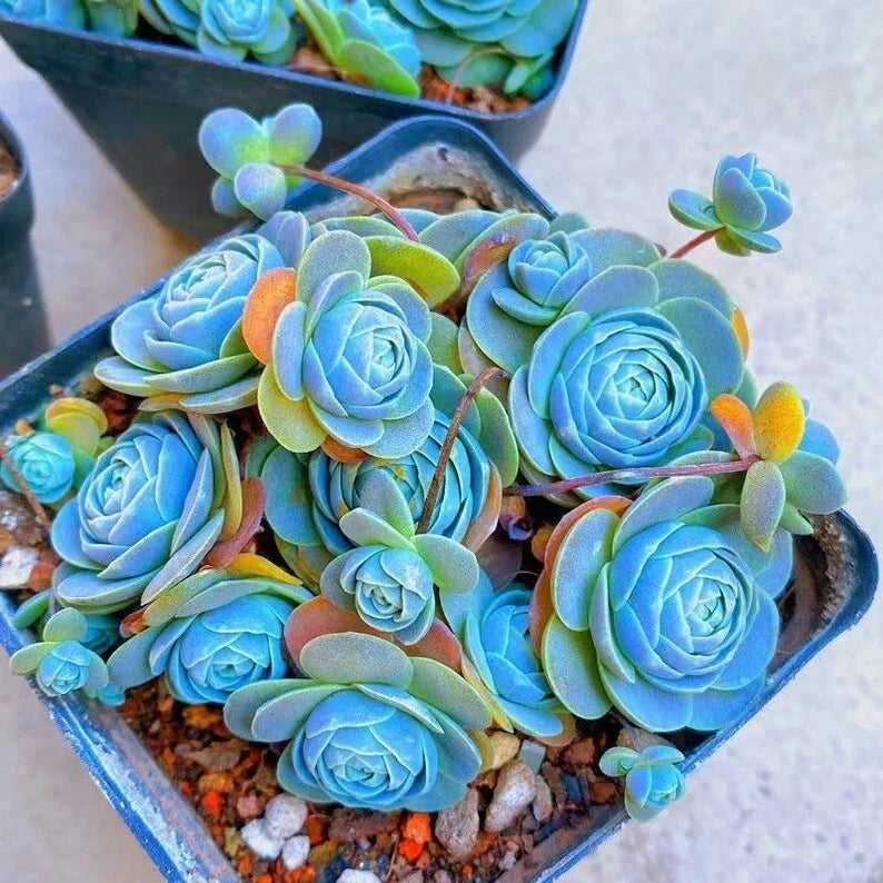 Blue Lithops Seeds - Drought-Tolerant Succulents for Indoor & Outdoor Gardens, 100 Pack