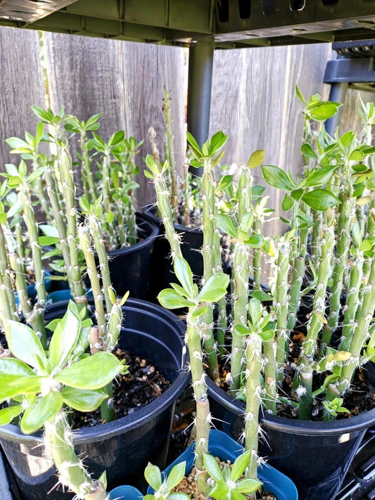 Pereskiopsis spathulata Grafting Stock Cactus – 4" Rooted Two Pack for Grafting and Propagation