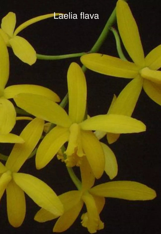 Live Orchid Plant - Bare Root Rupicula Laelia Flava - Exotic Orchid Species for Indoor Garden and Collectors
