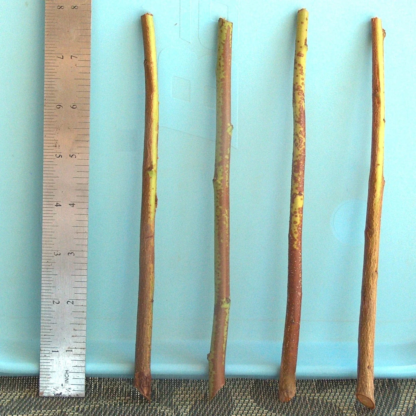 Plum Tree Rootstock Cutting Semi-Dwarf for Grafting Prunus domestica 10 Pack No Root, Fruit Tree Propagation