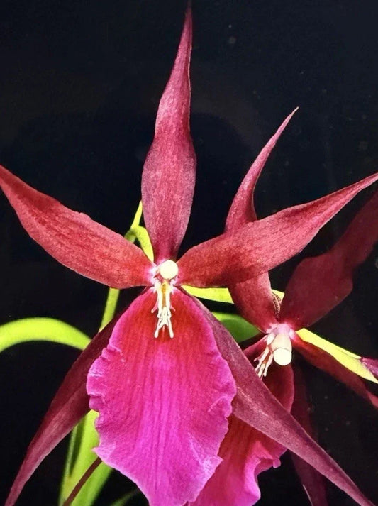 Orchid Plant Small Rooted Bulb Mtssa Royal Robe – Tropical Flowering Orchid for Home Decor, Easy Care, Unique Gift