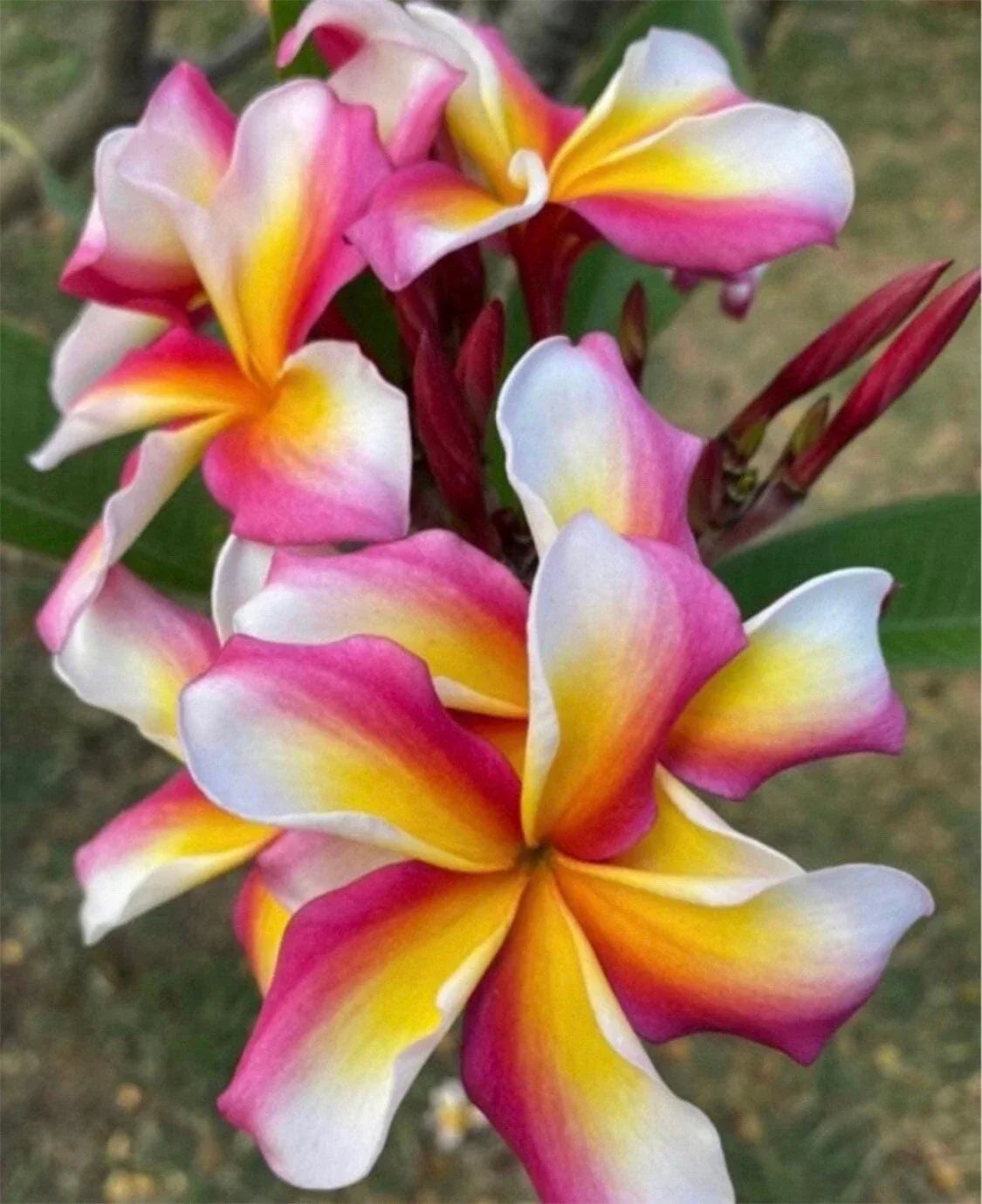 Rooted Plumeria Plant Cutting 16" Candy Stripe Plumeria (Plumeria rubra) with 2 Tips, Tropical Flower, Fragrant Garden Plant