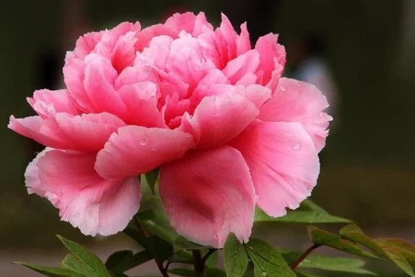 Peony Seeds 10 Pack - Herbaceous Flower Garden Plant Paeonia spp. - Fragrant Blooms for Borders & Cut Flowers