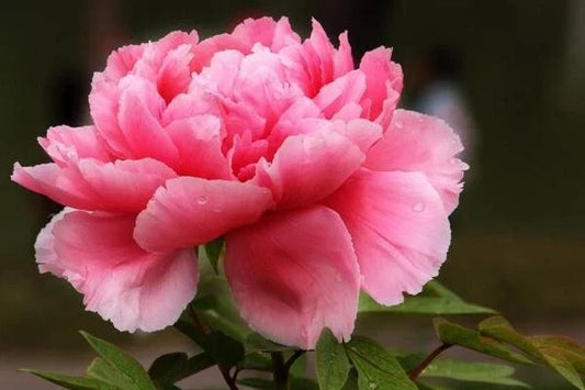 Peony Seeds 10 Pack - Herbaceous Flower Garden Plant Paeonia spp. - Fragrant Blooms for Borders & Cut Flowers