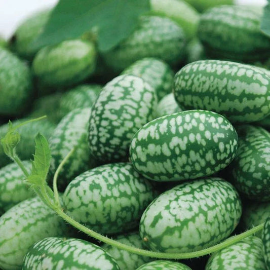 Mexican Sour Gherkin Cucumber Seeds - Cucamelon, Mouse Melon, Non-GMO, Melothria scabra, Climbing Vine, Pack of 10