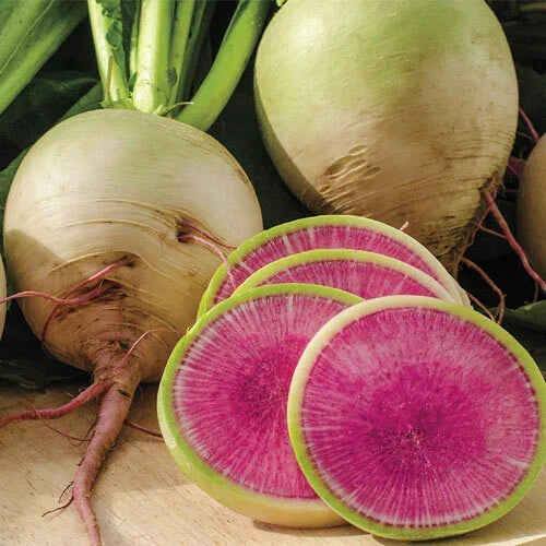 Watermelon Radish Seeds | Heirloom Non-GMO Organic Vegetable Seeds | Raphanus sativus | Salad, Pickling, Garnish