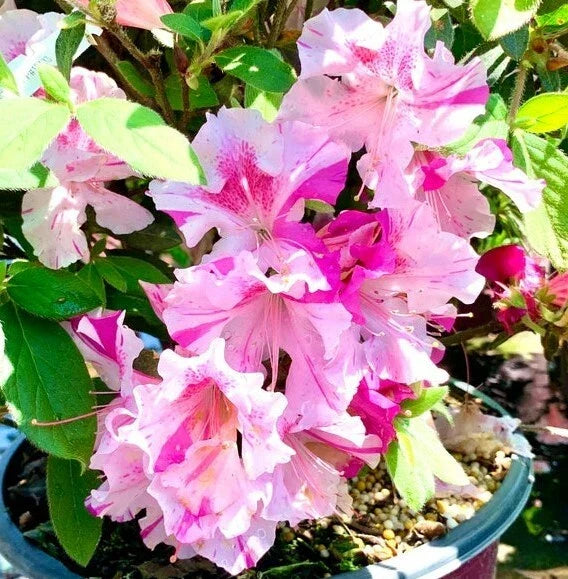 Encore Autumn Twist Azalea Starter Plant – Deciduous Rhododendron x 'Autumn Twist' with Unique Foliage Colors