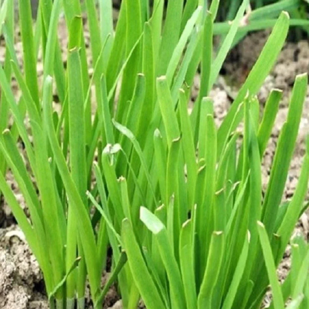 Garlic Chives Seeds | Organic Non-GMO Heirloom | Allium tuberosum | Aromatic Green Herb for Culinary Use
