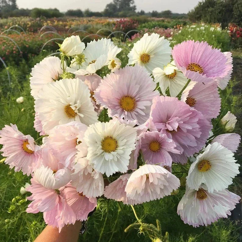 Cupcake Blush Cosmos Seeds - 200+ Pack, Colorful Annual Flower Seeds for Garden, Cosmos bipinnatus, Butterfly Attracting, Easy to Grow