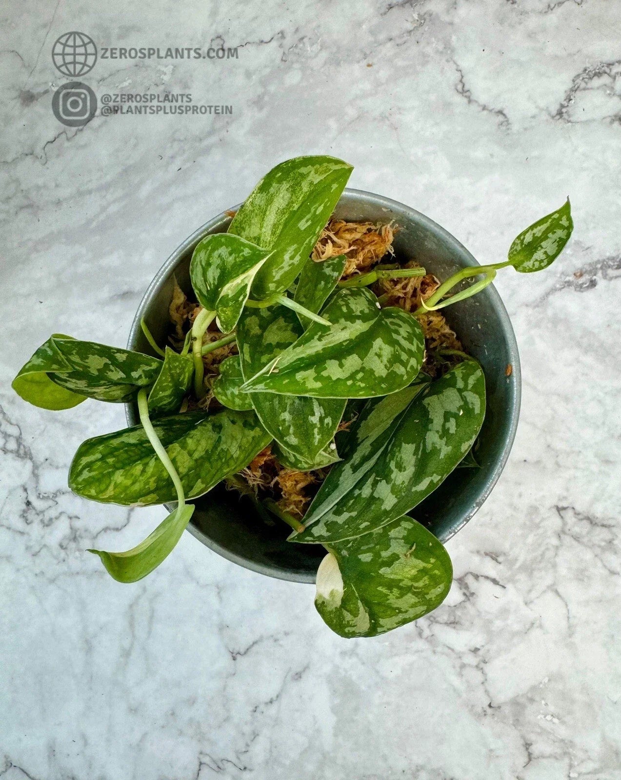 Scindapsus Mayari Cuttings - Rooted Houseplant - Low Variegation Epipremnum aureum - Indoor Greenery Plant
