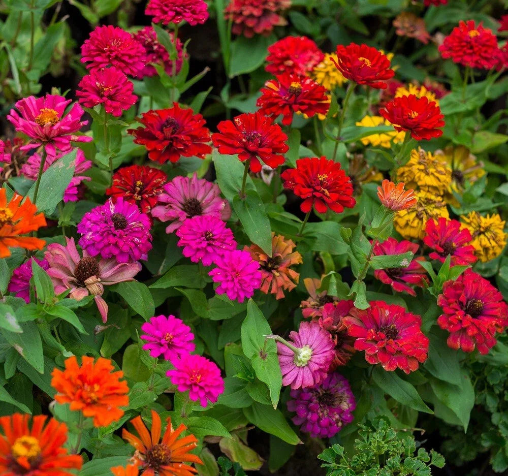 Zinnia Flower Seed Mix - Non-GMO Heirloom Colorful Annuals - Zinnia elegans - 200 Seeds for Vibrant Gardens and Cut Flowers