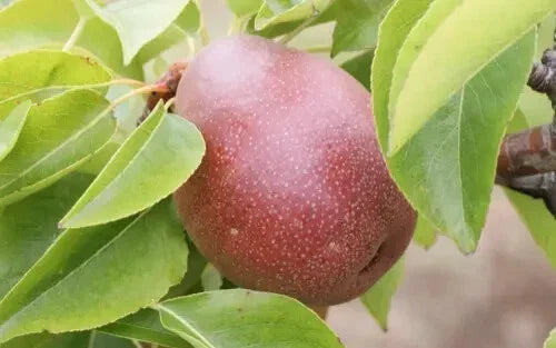 25+ Seckel Pear Seeds for Planting | Dwarf Pyrus communis Fruit Tree | Home Garden Orchard Seeds