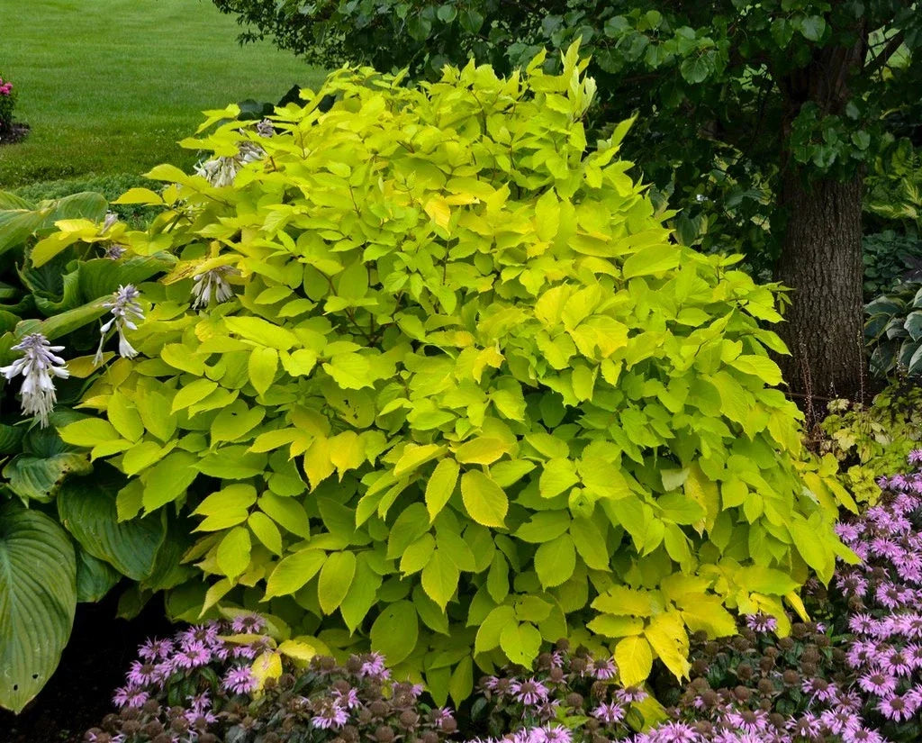 Aralia ‘Sun King’ Live Starter Plant – Japanese Spikenard Shade Plant with Yellow-Green Foliage, Indoor or Outdoor Garden, Free Shipping
