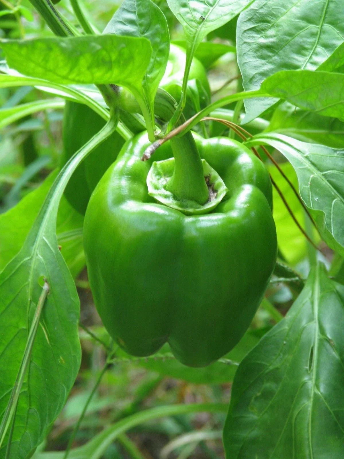 California Wonder Pepper Seeds - 300 Non-GMO Capsicum annuum for Home Gardening, Vegetable Gardens, and Container Growing