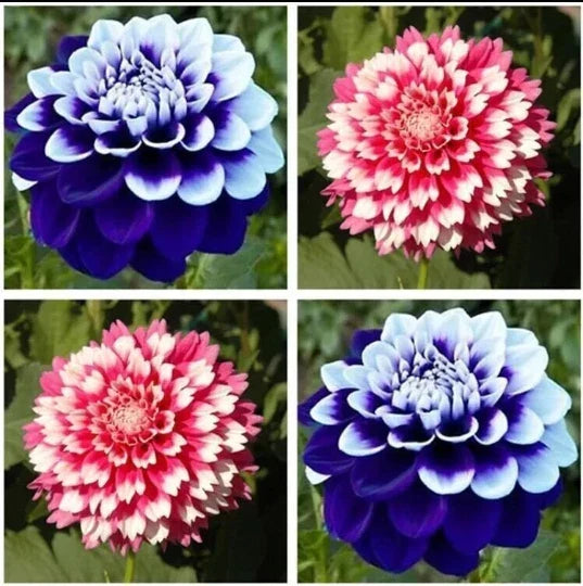 Dahlia Seeds 20pcs - Perennial Flowers in Varying Colors - Dahlia pinnata - USA Seller - Easy to Grow Garden Plants
