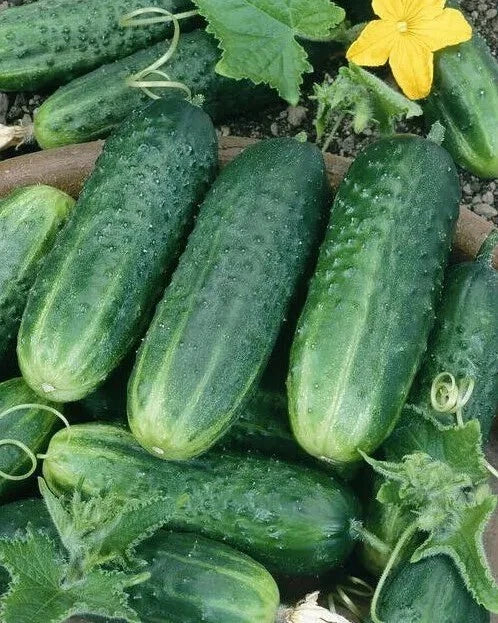Carolina Cucumber Seeds - Organic Heirloom NON-GMO Pack of 100+ Cucumis sativus for Home Gardens, Pots, and Raised Beds