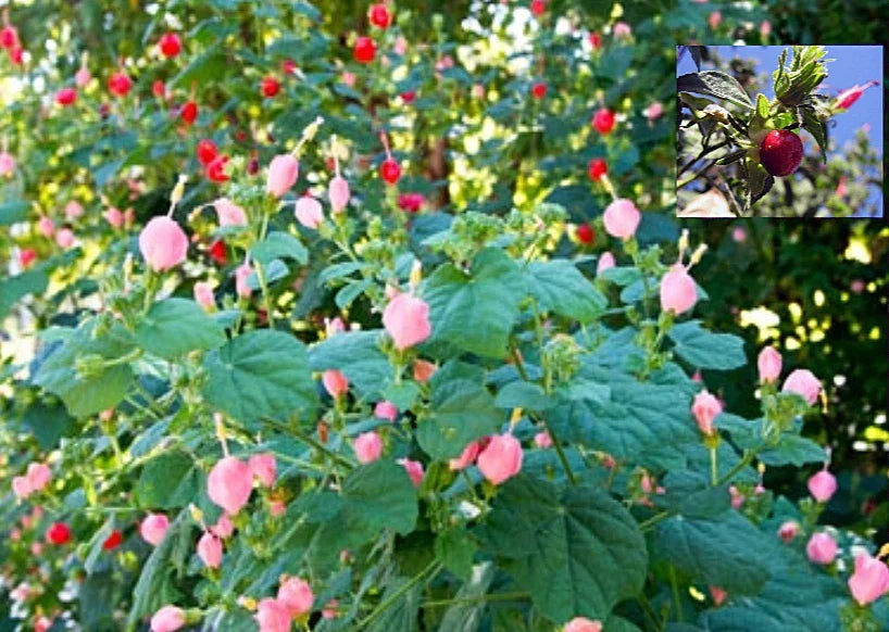 Turk's Cap Seeds Pack – 7 Pink & 8 Red Hibiscus moscheutos Organic Seeds for Garden, Attracts Pollinators, Drought-Tolerant